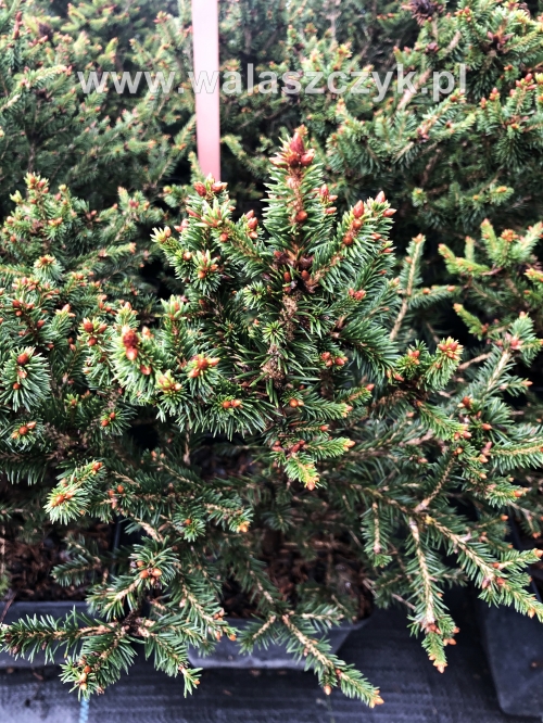 Picea abies 'Hystrix' 